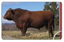 Red angus bulls